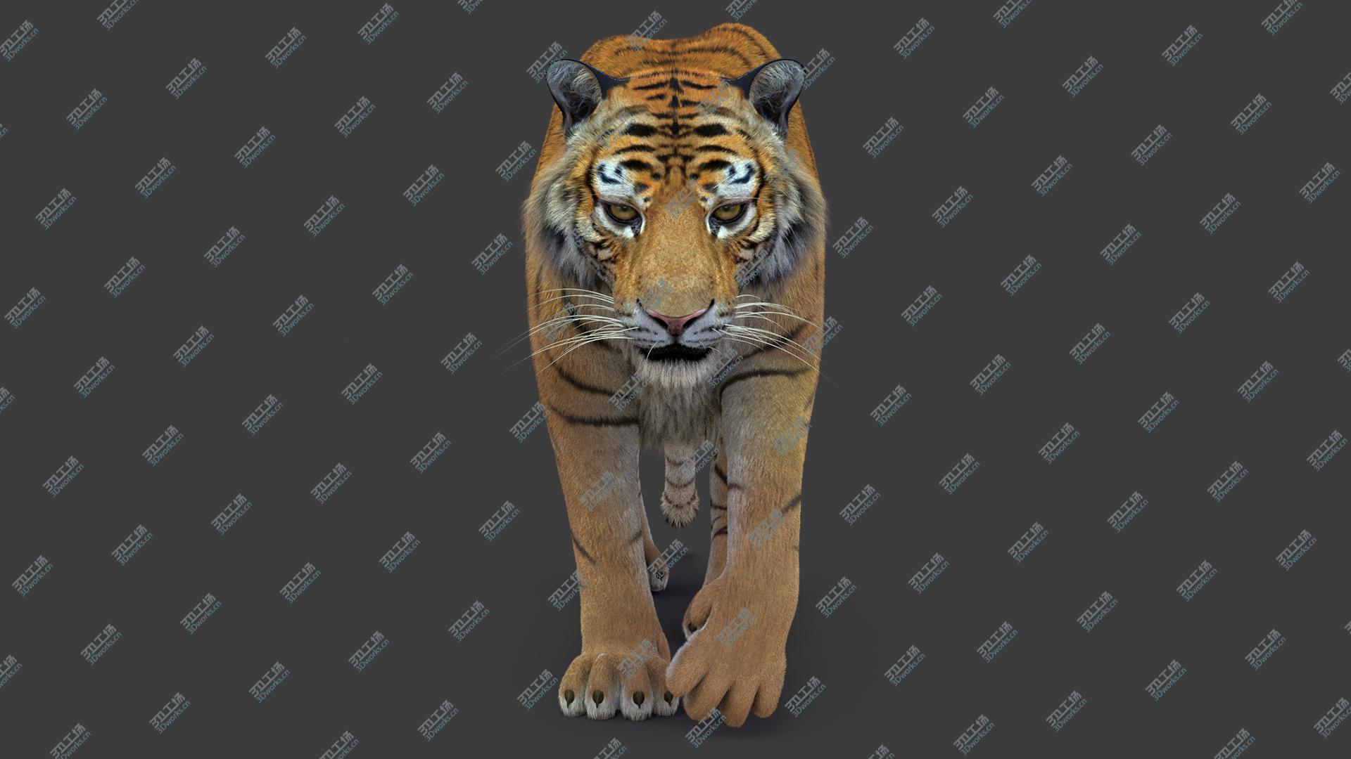 images/goods_img/2021040161/3D Tiger 2 (Fur)/2.jpg